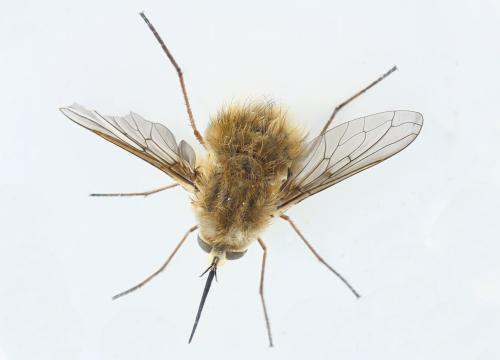 Réf. 329 921 : Bombylius canescens